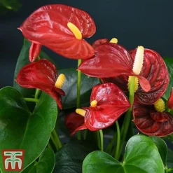 Anthurium Aqua - Gift -Plants Sales Store red211