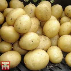 Potato 'T&M Favourites Collection' -Plants Sales Store rocket22