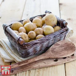 Potato 'T&M Favourites Collection' -Plants Sales Store rocket5