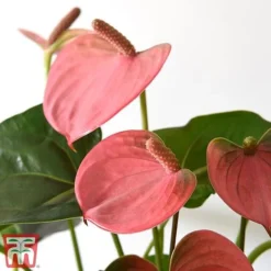Anthurium Aqua Salmon In Sierglass -Plants Sales Store salmon21