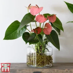 Anthurium Aqua Salmon In Sierglass