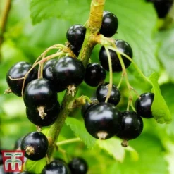Blackcurrant 'Ben Sarek' -Plants Sales Store sarek2