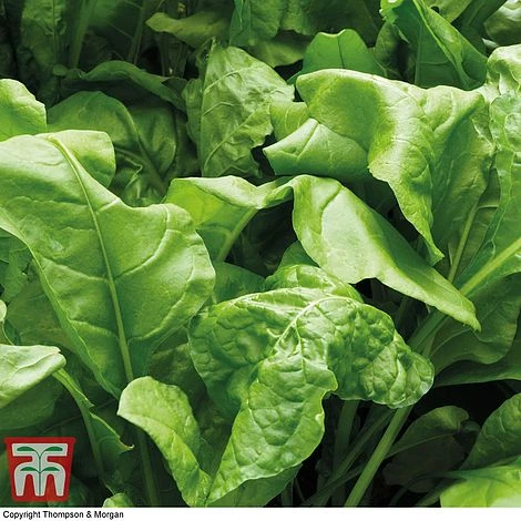 Spinach 'Perpetual' (Spinach Beet) 2 Spinach 'Perpetual' (Spinach Beet) - Image 2