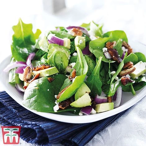 Spinach 'Perpetual' (Spinach Beet) 1 Spinach 'Perpetual' (Spinach Beet)