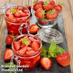 Nurserymans Choice Strawberry -Plants Sales Store strawberry3