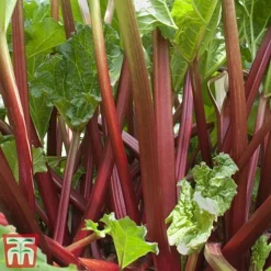 Rhubarb 'Sanvitos®' Duo -Plants Sales Store summer2
