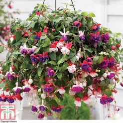 Fuchsia Trailing Pre-Planted Basket