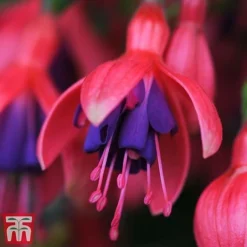 Fuchsia 'Tom Thumb' (Hardy) -Plants Sales Store tom