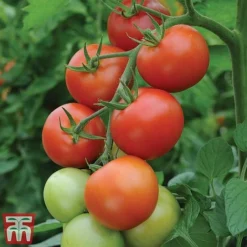 Tomato Gardeners Favourite Collection (Grafted) -Plants Sales Store toma gard2