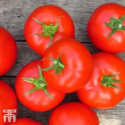 Tomato Gardeners Favourite Collection (Grafted) -Plants Sales Store toma gard3