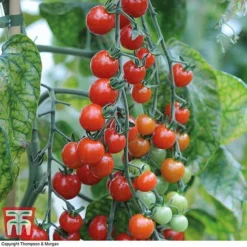 Tomato Trio Collection -Plants Sales Store tomato sweet611