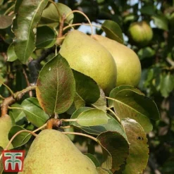 Apple & Pear Duo -Plants Sales Store tpear