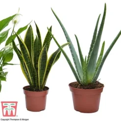 Wellbeing Collection -Plants Sales Store well3