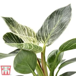 Philodendron 'White Measure' -Plants Sales Store white210
