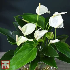 Anthurium Aqua - Gift -Plants Sales Store white261