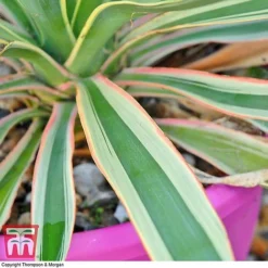Yucca Filamentosa 'Bright Edge' 5 Yucca Filamentosa 'Bright Edge' -Plants Sales Store yucca be a