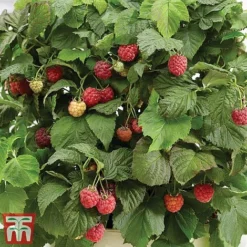 Raspberry 'Yummy' -Plants Sales Store yum