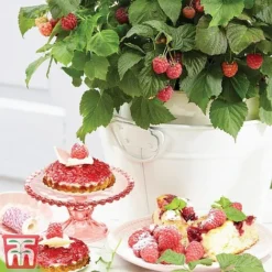 Raspberry 'Yummy' -Plants Sales Store yum2
