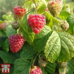 Raspberry 'Yummy' -Plants Sales Store yum3
