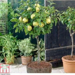 Fruit Tree Collection (Mini Fruit Tree) 11 Fruit Tree Collection (Mini Fruit Tree) -Plants Sales Store z APPL T10395 A