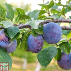 Fruit Tree Collection (Mini Fruit Tree) 14 Fruit Tree Collection (Mini Fruit Tree) -Plants Sales Store z BLAC T10632 A1