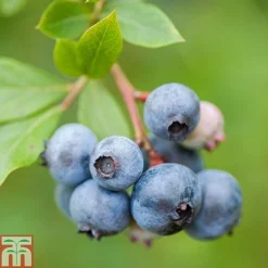 Blueberry Collection -Plants Sales Store z BLUE T71122 A1
