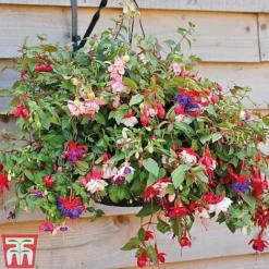 Fuchsia Trailing Pre-Planted Basket -Plants Sales Store z FUCH T51695 D