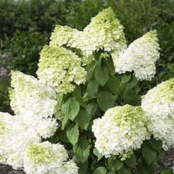 Hydrangea Paniculata 'Magical Moonlight' -Plants Sales Store z HYDR V57907 A h
