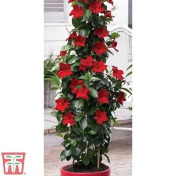 Mandevilla Sanderi 'Bloom Bells®' Trio -Plants Sales Store z MAND TKA6593 A