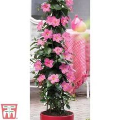 Mandevilla Sanderi 'Bloom Bells®' Trio -Plants Sales Store z MAND TKA6594 A