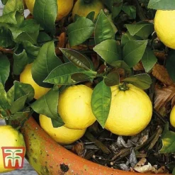 Mediterranean Fruit Collection -Plants Sales Store z citrus t10993 B