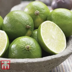 Mediterranean Fruit Collection -Plants Sales Store z citrus t10993 D