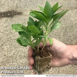 Alstroemeria 'Valley' Collection (Summer Paradise Series) -Plants Sales Store zalstro jumbo size19