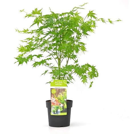 Front Page -Plants Sales Store ACER T72069 B