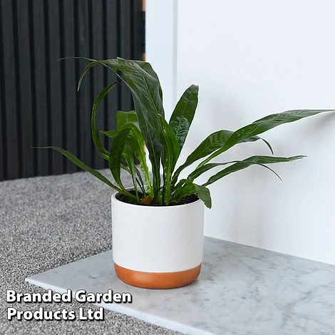 Front Page -Plants Sales Store AGLA CORONANS T43905