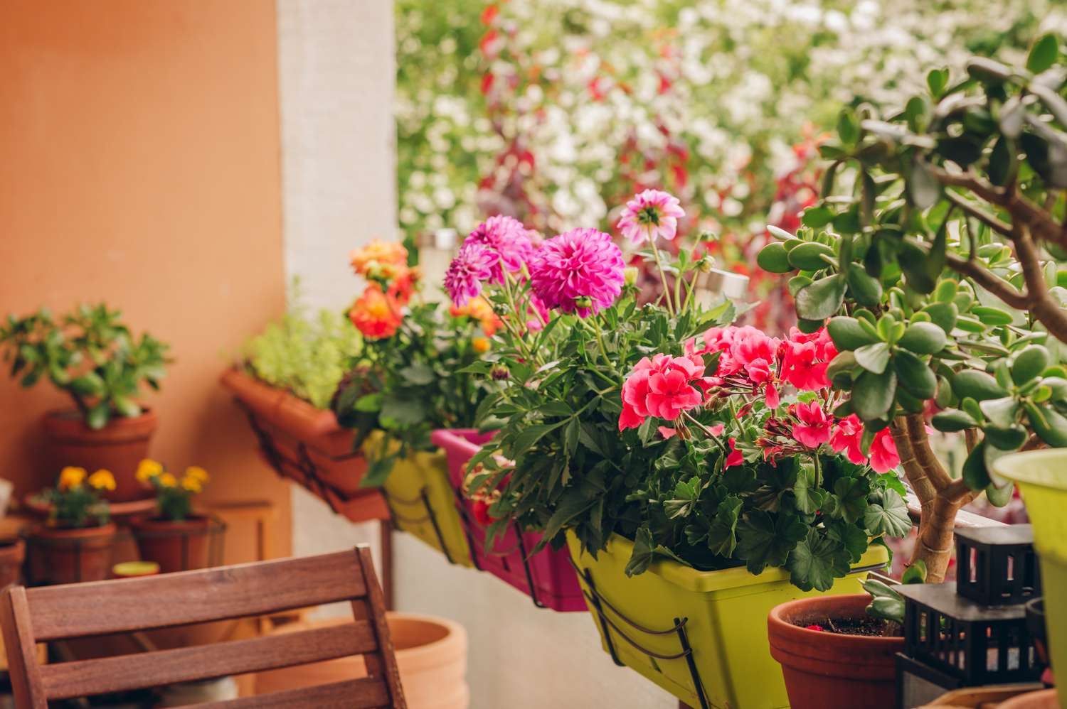 Front Page -Plants Sales Store colorful flowers growing in pots on the balcony 1086723866 ed6cc3a6751748848d5c63cc0daa4975